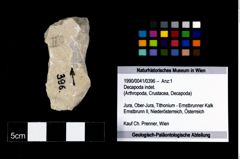 Foto (Objekt + Etikett) von Decapoda indet.  (NHMW-GEO-1990-0041-0396)